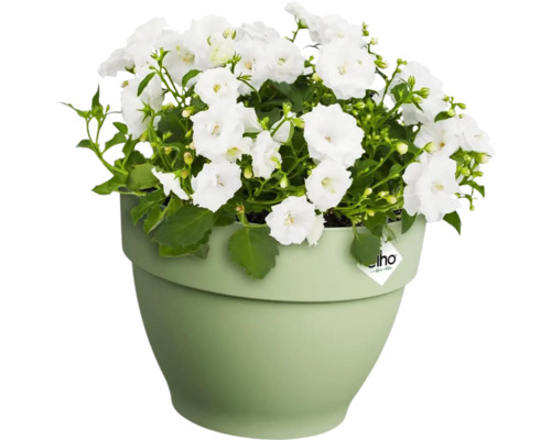 Klokjesbloem met witte bloemen in plantenpot