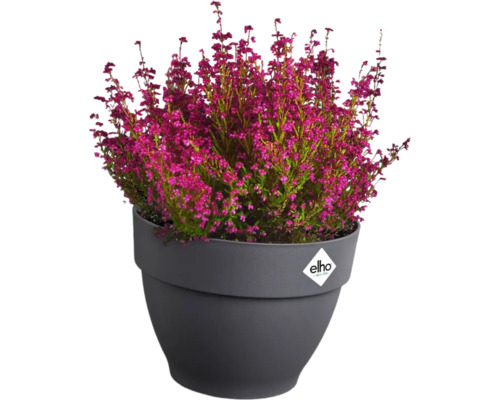 Struikheide in een pot met Elho Logo.