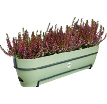 Heide in een groene plantenbak met houder