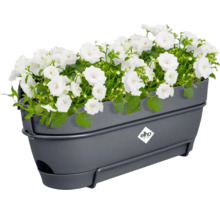 Grijze bloembak met witte bloemen