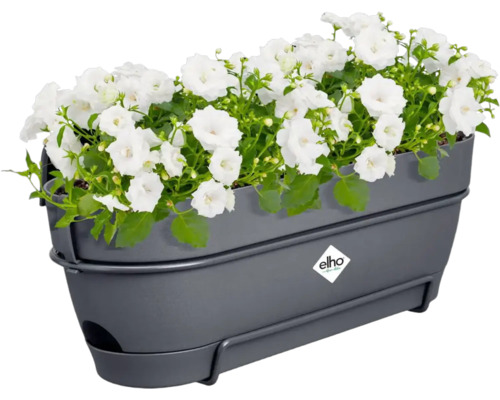 Grijze bloembak met witte bloemen