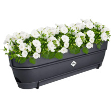 Bloembak met witte bloemen