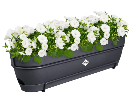 Bloembak met witte bloemen