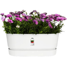 Witte plantenbak met paarse madeliefjes