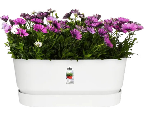 Witte plantenbak met paarse madeliefjes