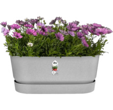 Grijze kunststof bloembak met paarse madeliefjes