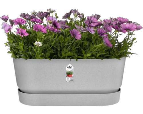 Grijze kunststof bloembak met paarse madeliefjes
