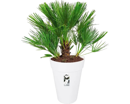 Hennep palm in witte plantenbak