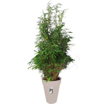 Bamboeplant in pot