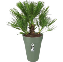 Dwergpalm in plantenbak