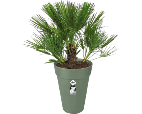 Dwergpalm in plantenbak