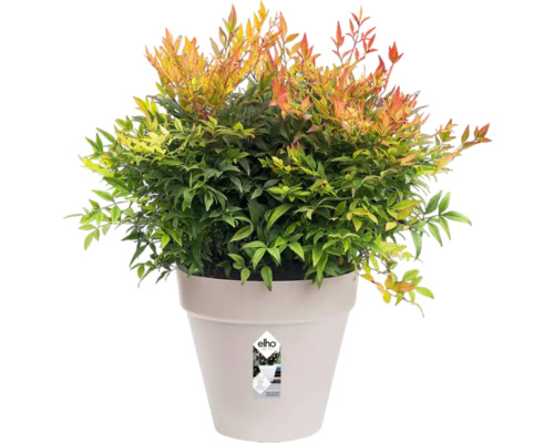 Hemelse bamboe in pot