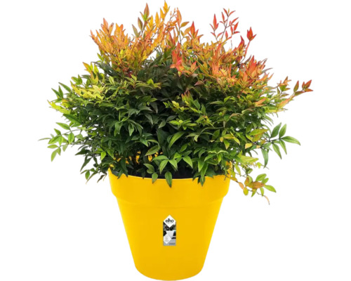 Nandina dwergvorm in gele plantenbak