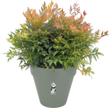 Hemelse bamboe in pot