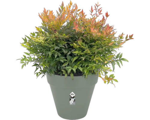 Hemelse bamboe in pot