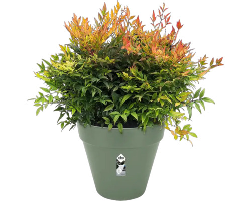 Hemelse bamboe in pot