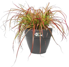 Siergras in pot