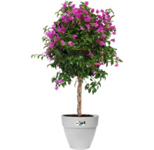Bougainvillea struik in pot