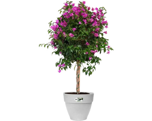 Bougainvillea in pot
