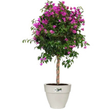 Bougainvillea in pot