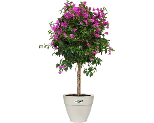 Bougainvillea in pot