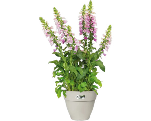 Gevulde vingerhoedskruid in een pot