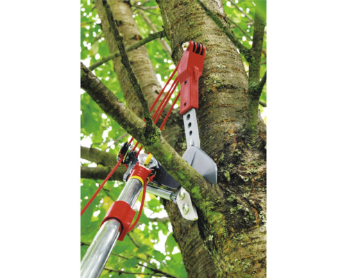 Takkenzaag in gebruik in een boom
