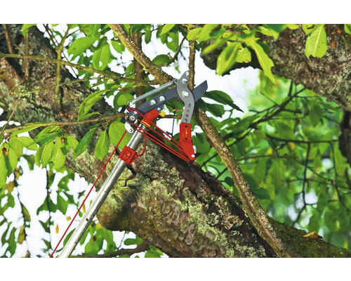 Takkenknipper in gebruik op een boom
