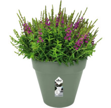 Bloeiende plant in Elho bloempot