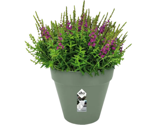 Bloeiende plant in Elho bloempot