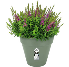 Bloeiende plant in een bloempot