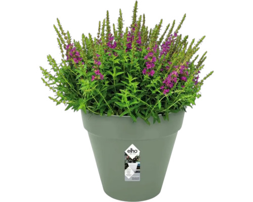 Bloeiende plant in een bloempot