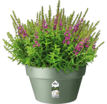 Bloeiende plant in pot
