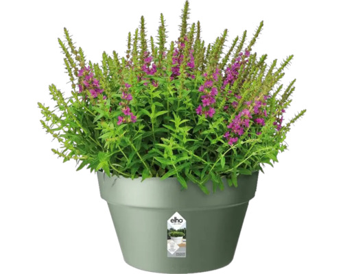 Bloeiende plant in pot