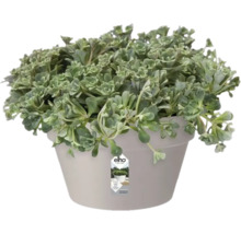 Potplant met groene bladeren in plantenbak