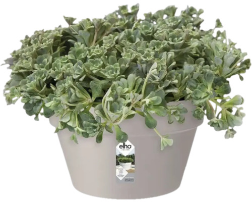 Potplant met groene bladeren in plantenbak