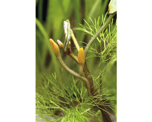 Close-up van een waterplant met scheuttoppen en fijne bladeren.