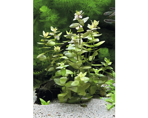 Aquariumwaterplant met groene bladeren in aquarium