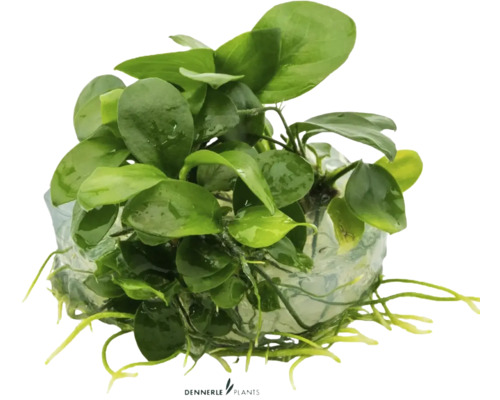 Aquariumplant op wortelstok