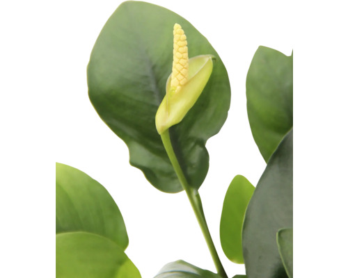 Close-up van een kamerplant met bloem