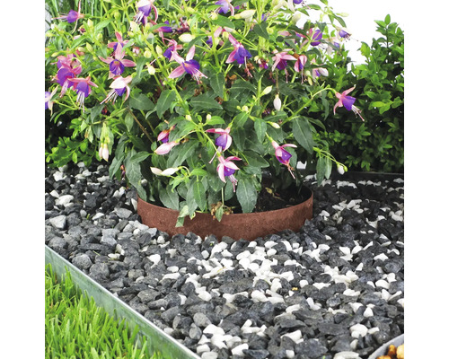 Bloeiende plant in de tuin met siergrind en metalen rand