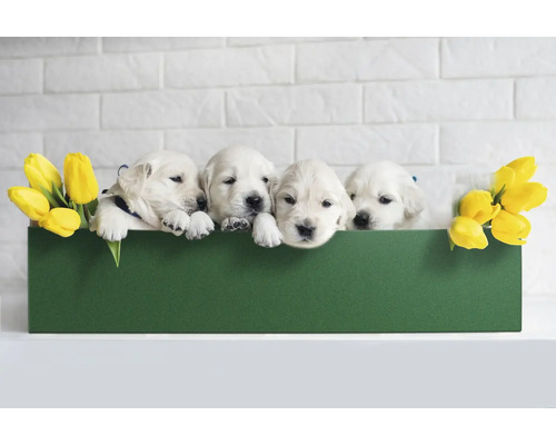 Vier Golden Retriever puppy''s in een groene doos met gele tulpen