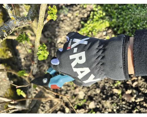 Een persoon snoeit een struik met een snoeischaar, terwijl hij tuinhandschoenen draagt.