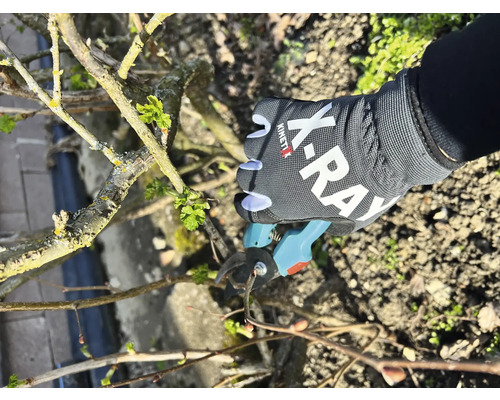 Een hand met een tuinhandschoen snoeit een tak met een snoeischaar.