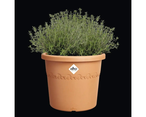 Planten in een Elho bloempot