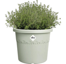 Thijm in pot met Elho Logo