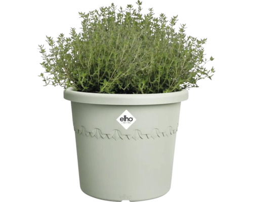 Thijm in pot met Elho Logo