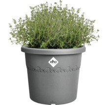 Tijm in een grijze plantenbak met Elho-logo
