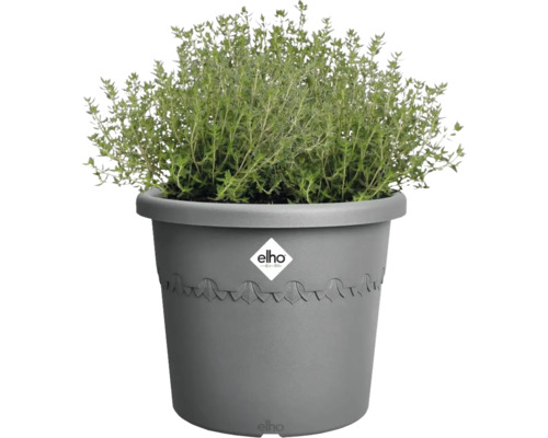 Tijm in een grijze plantenbak met Elho-logo