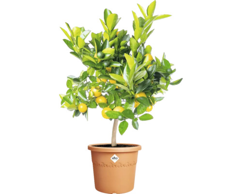 Citrusboom in een pot
